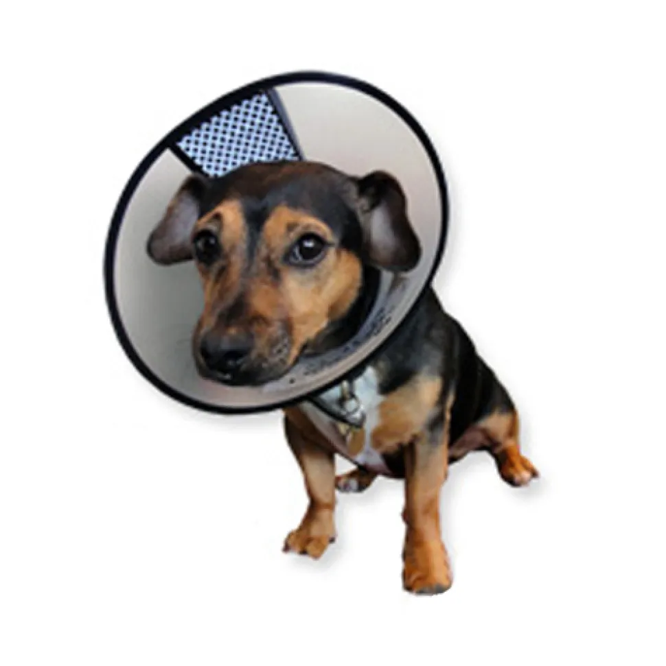 AA Easyfix-Collar