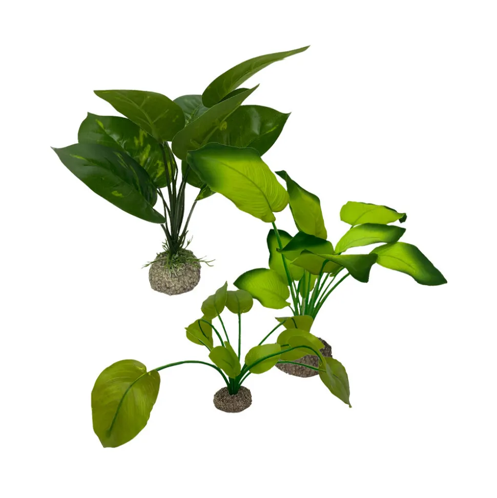 Aqua Della Anubias