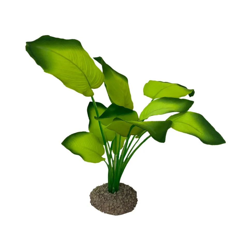 Aqua Della Anubias