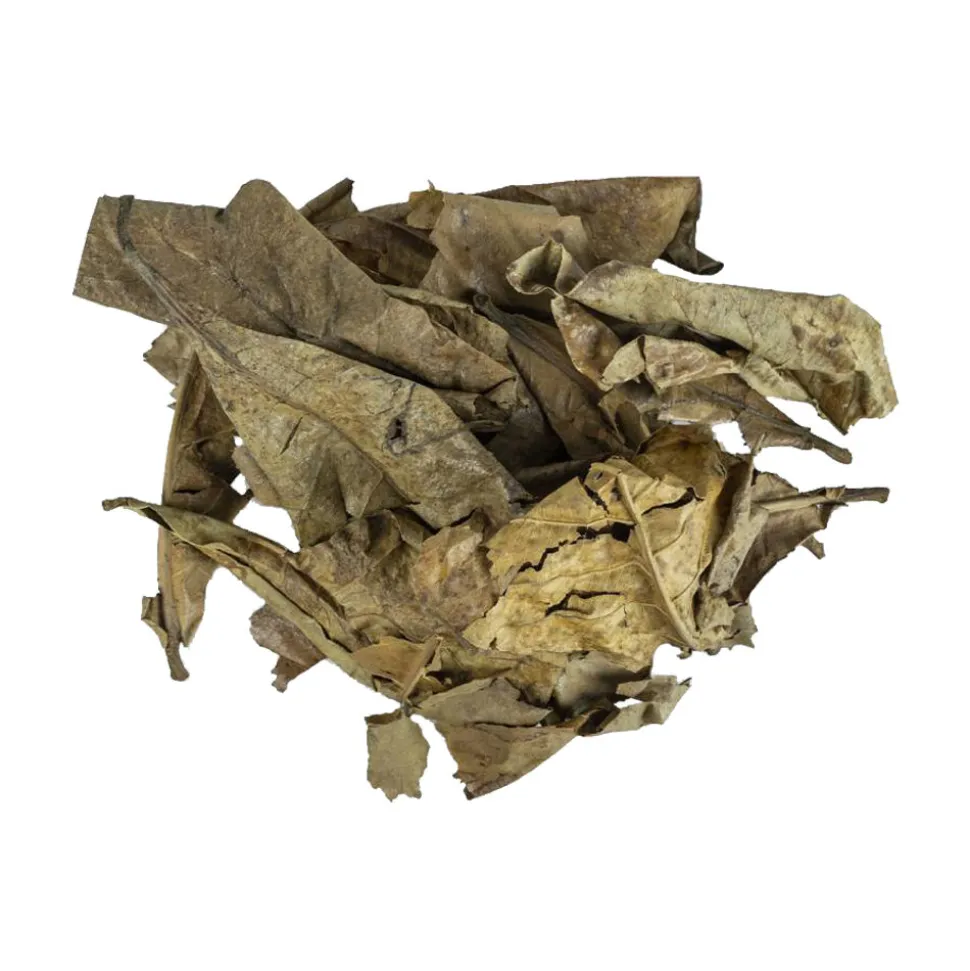 Back Zoo Nature Catappa Leaves