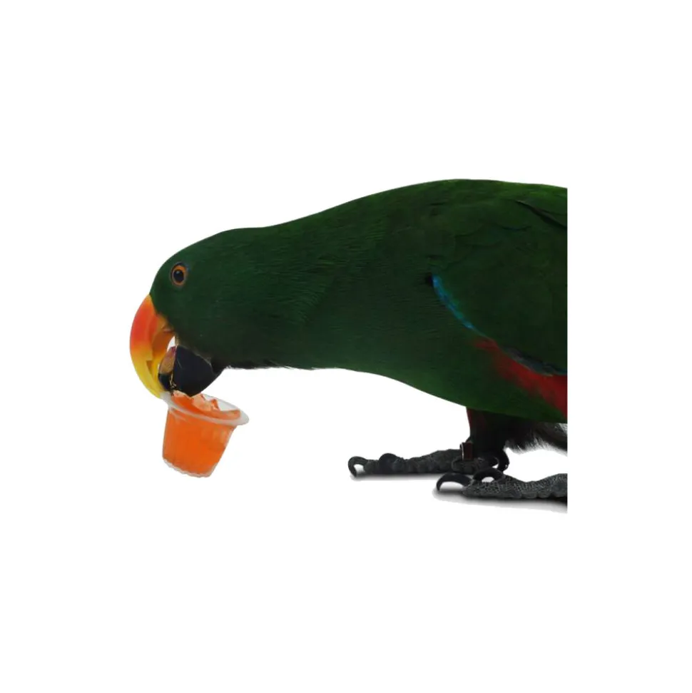 Back Zoo Nature Fruit Cups