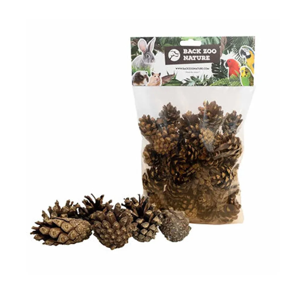 Back Zoo Nature Small Forest Pine Cones
