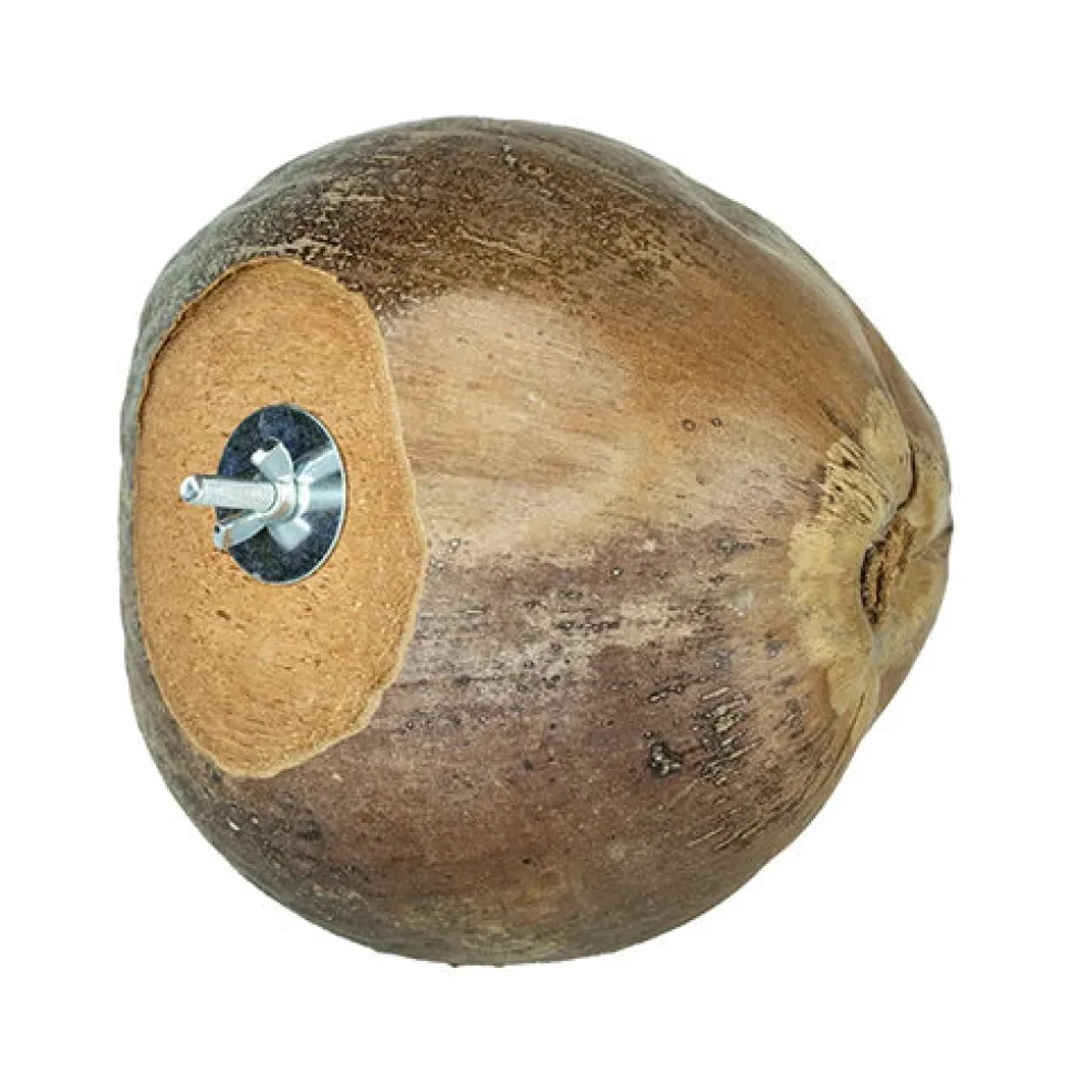 Back Zoo Nature Villa Coconuts