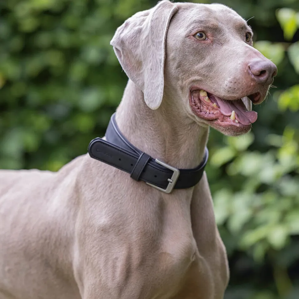 Beeztees Balacron Ax Halsband Kunstleer - Hond