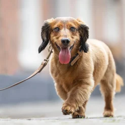 Beeztees Balacron Ax Halsband Kunstleer - Hond