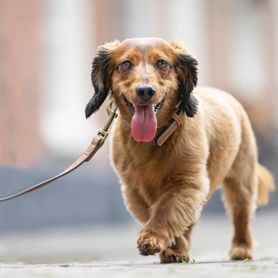 Beeztees Balacron Ax Halsband Kunstleer - Hond