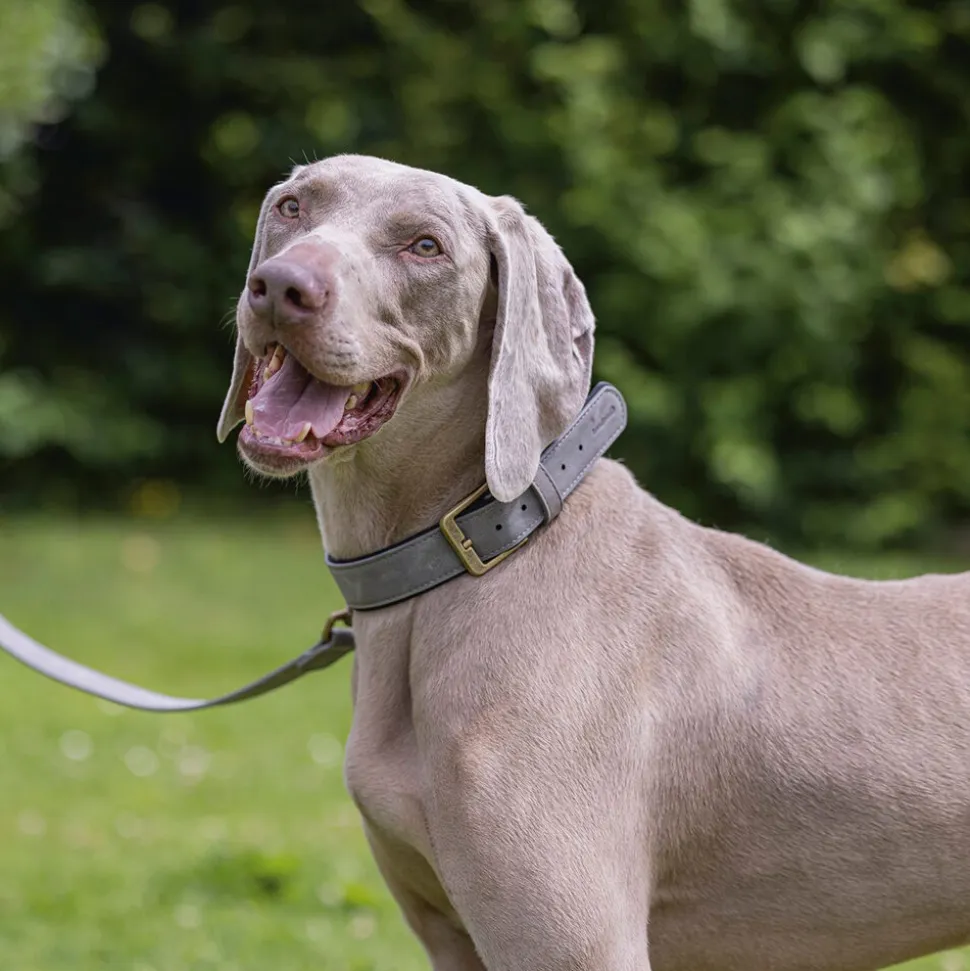 Beeztees Balacron Ax Halsband Kunstleer - Hond