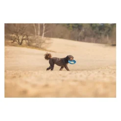 Beeztees Foam Frisbee