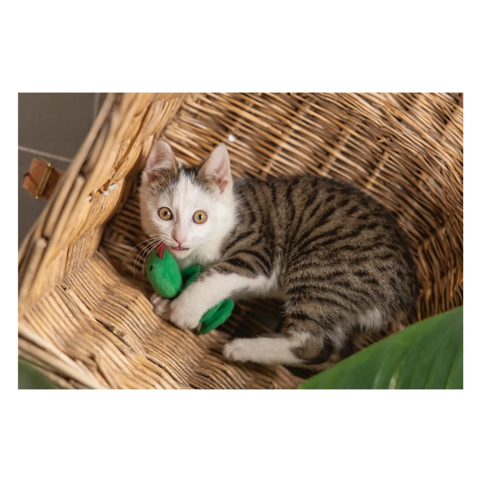 Beeztees Jungle Craza