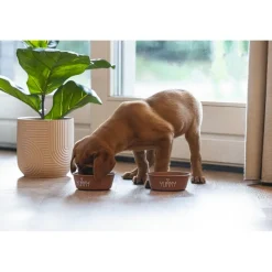 Beeztees Puppy Snoes - Hondenvoerbak