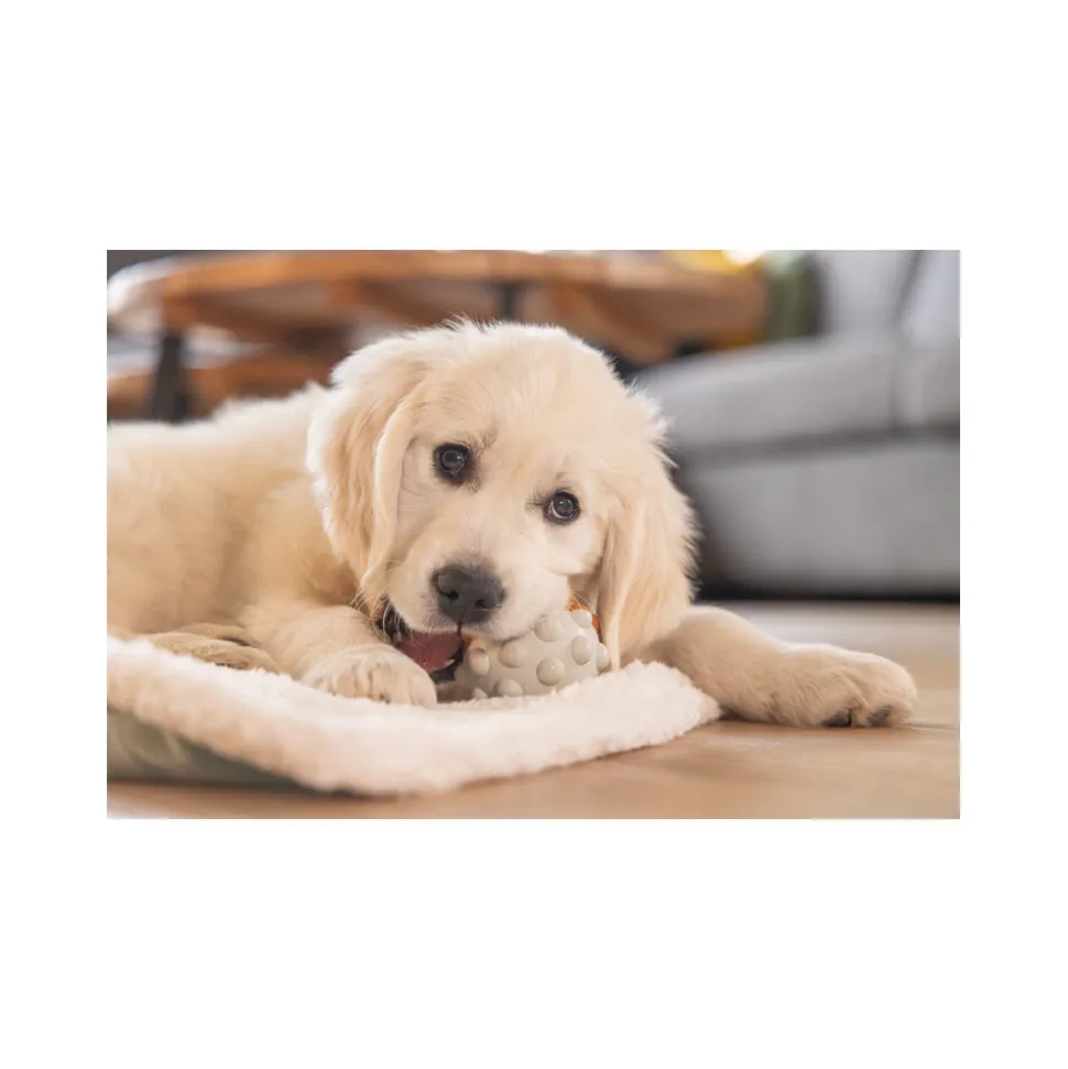 Beeztees Puppy Speelbal Denise
