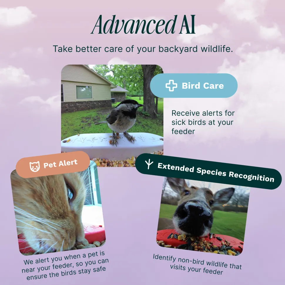 Bird Buddy Smart Bird Feeder