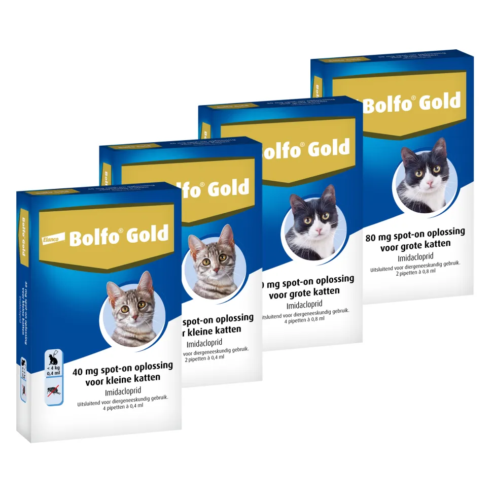 Bolfo Gold Kat