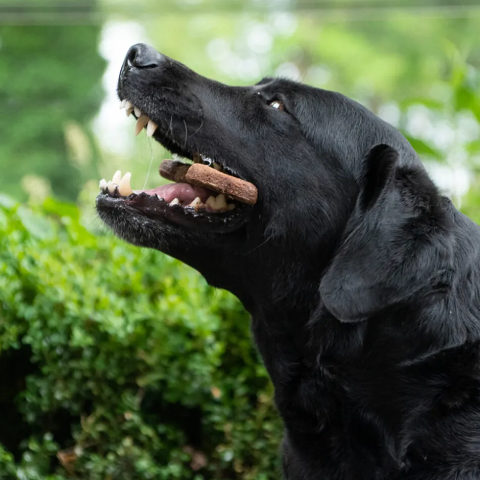 Bugbone Hondensnack