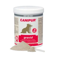 Canipur Gravid