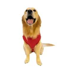 Dr. Ann's Protective Shirt Hond