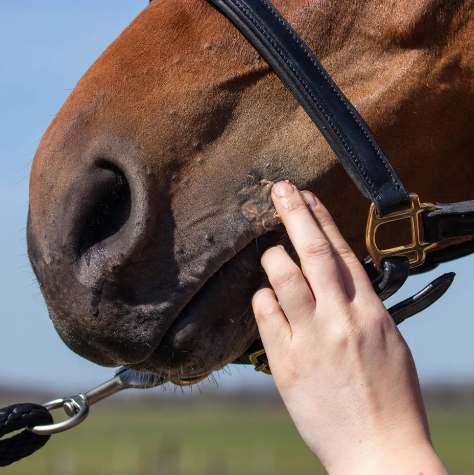 Equi Protecta Paardenzalf