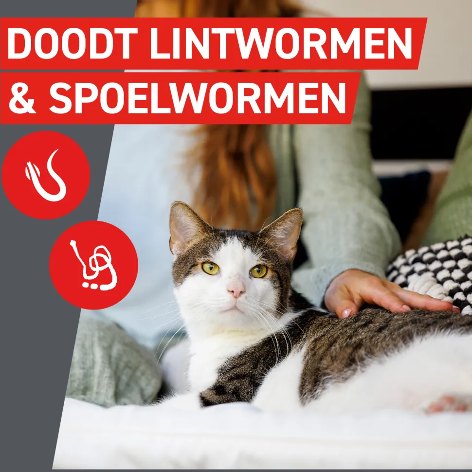 Frontcontrol Wormer Kat