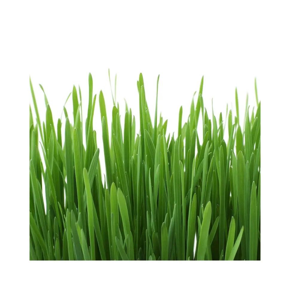 GimCat Hydro-Gras