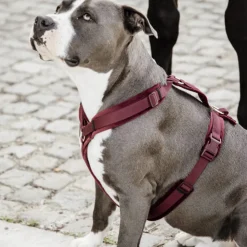 Kentucky Dog Harness Active Velvet