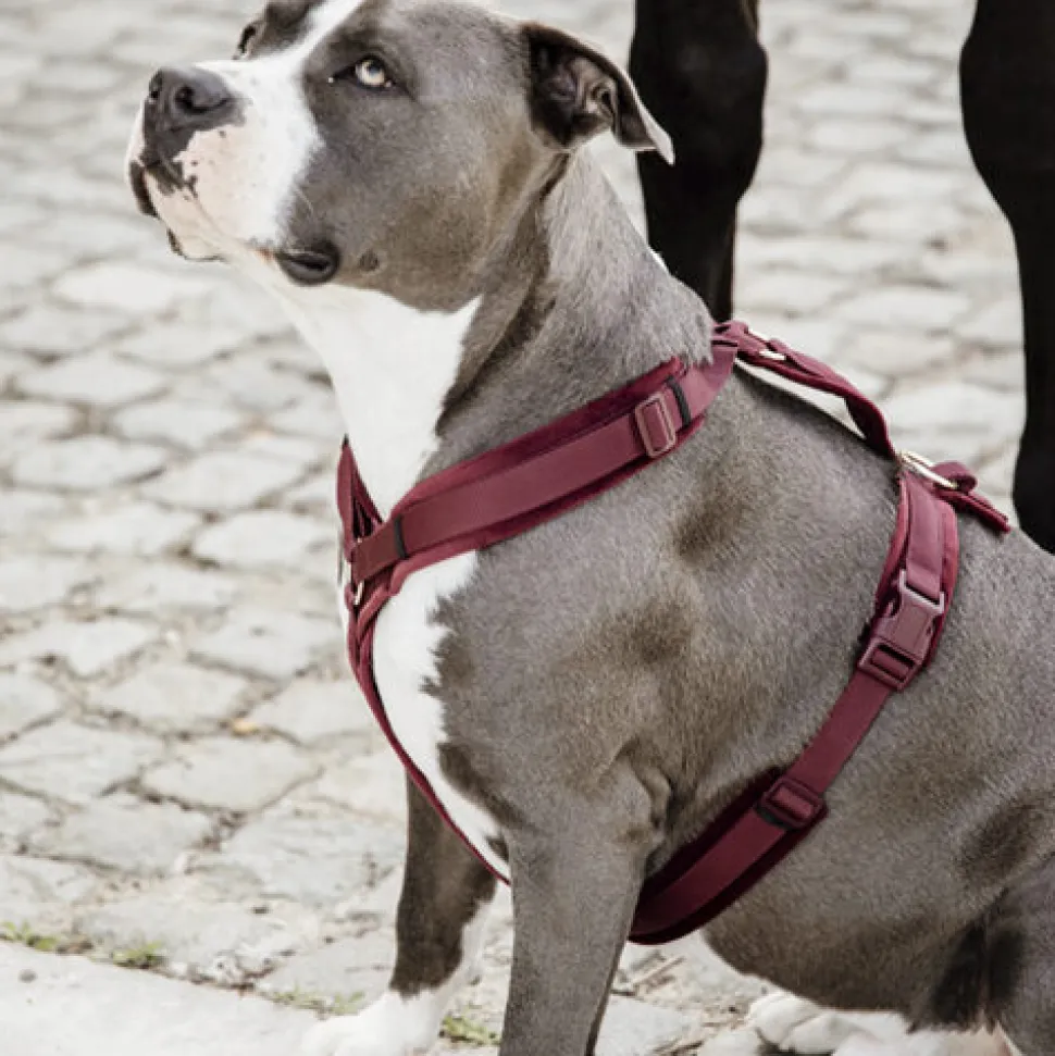 Kentucky Dog Harness Active Velvet