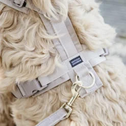 Kentucky Dog Harness Active Velvet