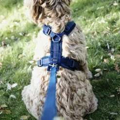 Kentucky Dog Harness Active Velvet