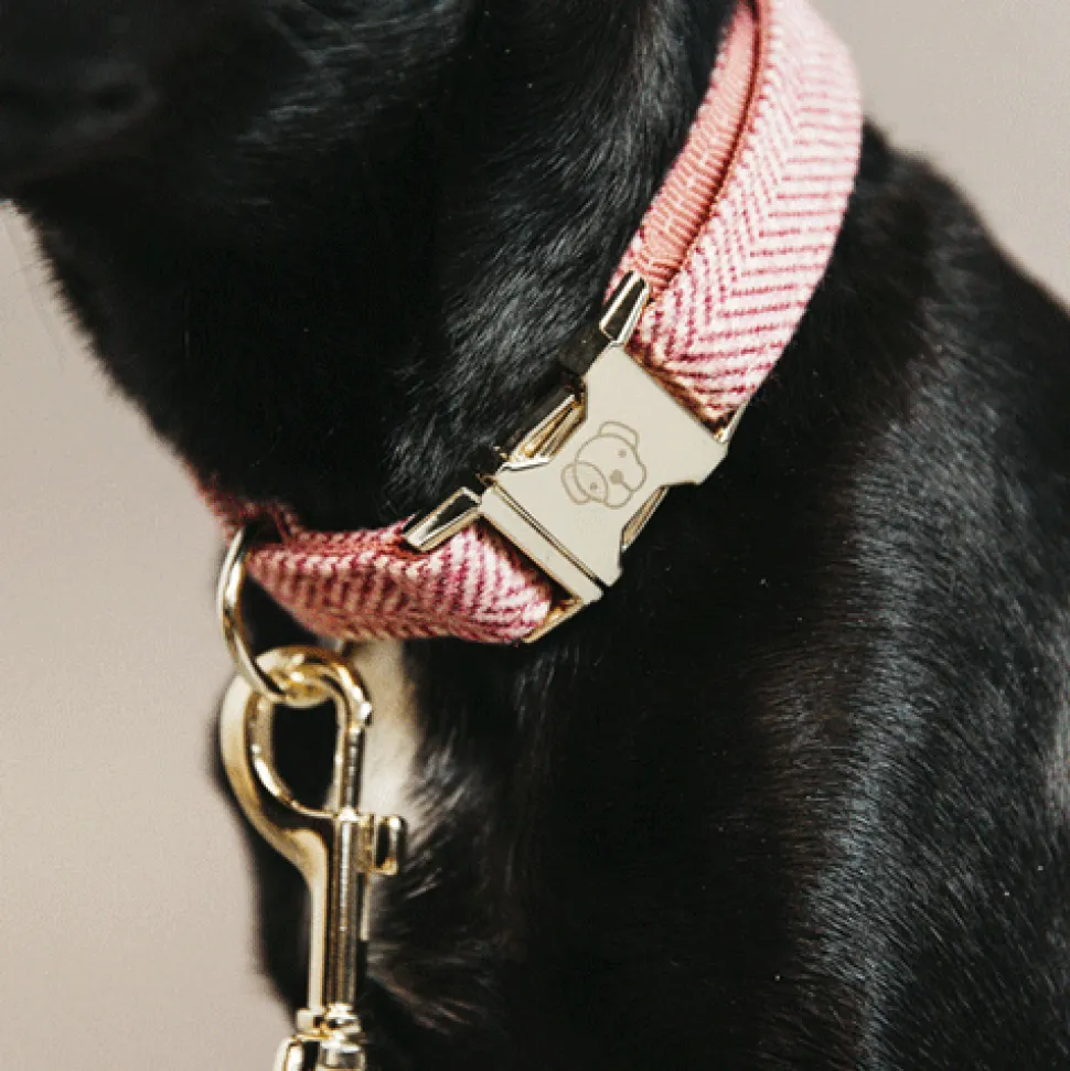 Kentucky Dogwear Hondenhalsband Wool