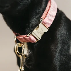 Kentucky Dogwear Hondenhalsband Wool