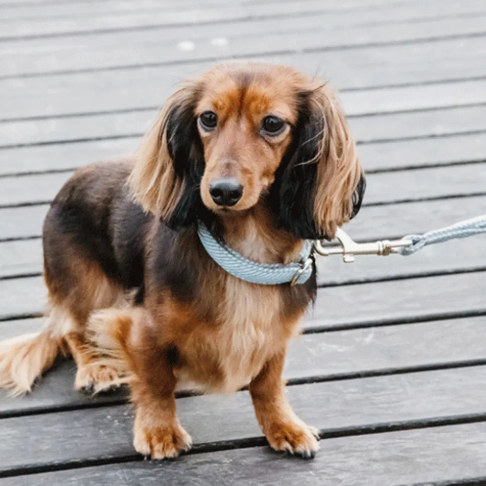 Kentucky Dogwear Hondenhalsband Wool