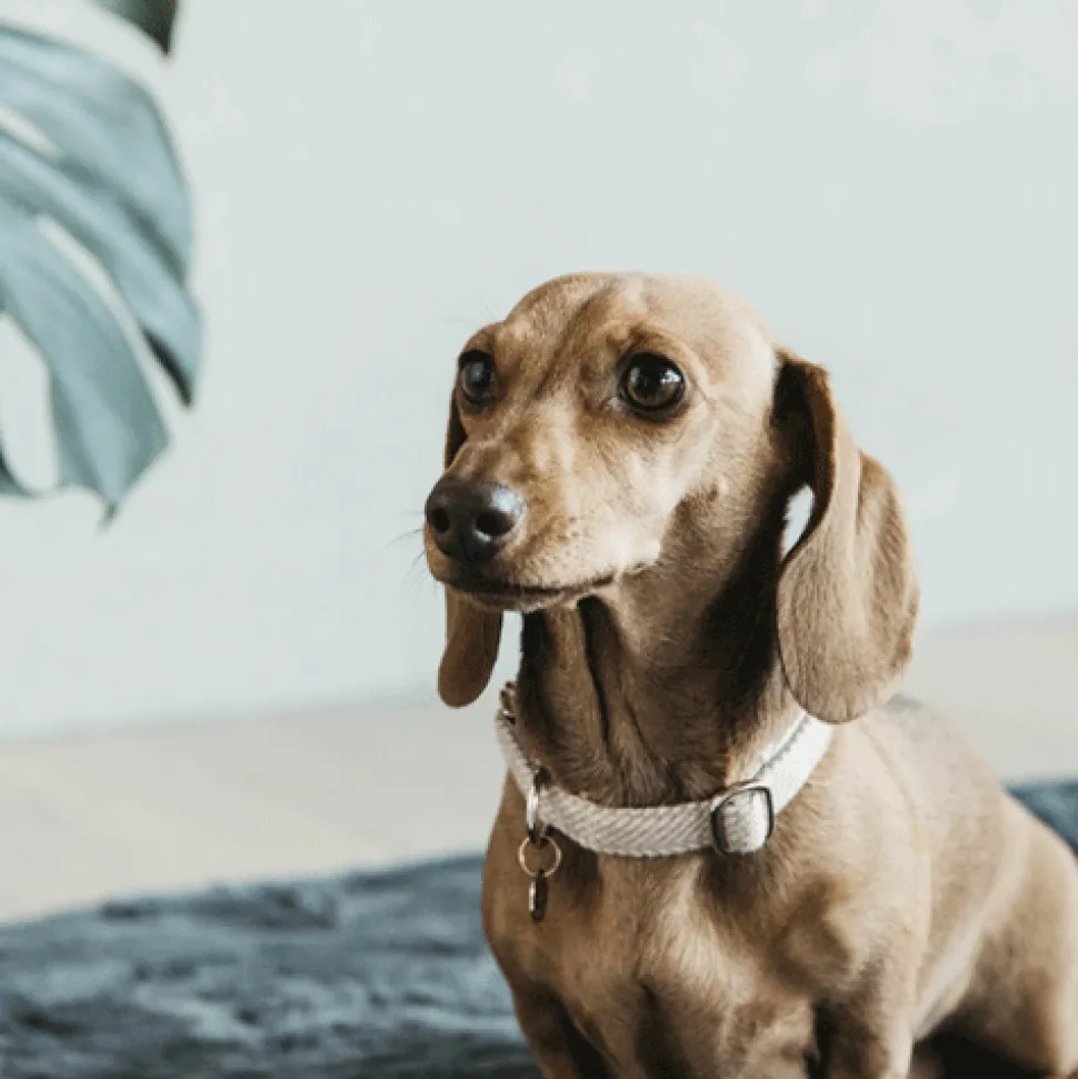 Kentucky Dogwear Hondenhalsband Wool