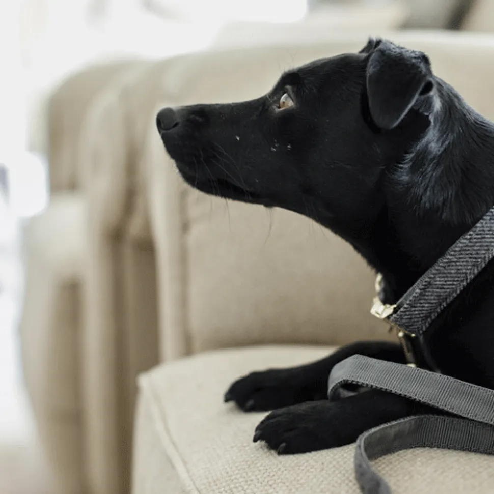 Kentucky Dogwear Hondenhalsband Wool