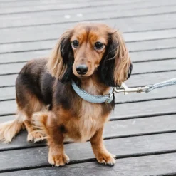 Kentucky Dogwear Hondenhalsband Wool