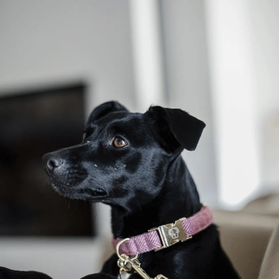 Kentucky Dogwear Hondenhalsband Wool