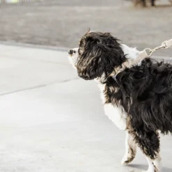 Kentucky Dogwear Hondenlijn Wool