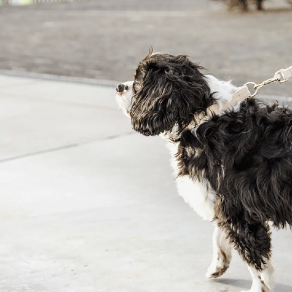Kentucky Dogwear Hondenlijn Wool