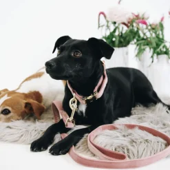 Kentucky Dogwear Velvet Hondenhalsband