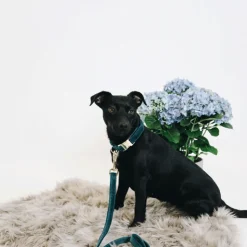Kentucky Dogwear Velvet Hondenhalsband