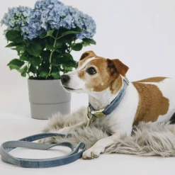 Kentucky Dogwear Velvet Hondenhalsband