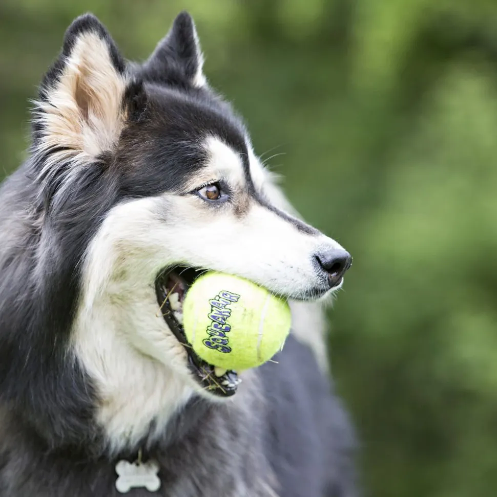KONG AirDog Squeakair Ball With Rope