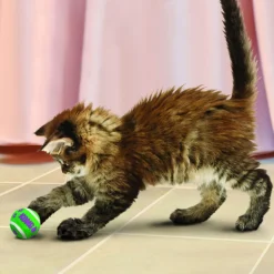 KONG Kat - Tennis Balls