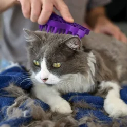 KONG Kat - Zoom Groom
