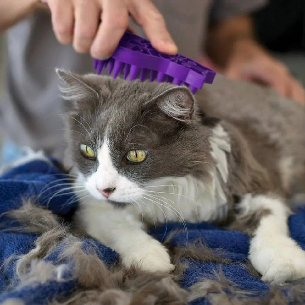 KONG Kat - Zoom Groom