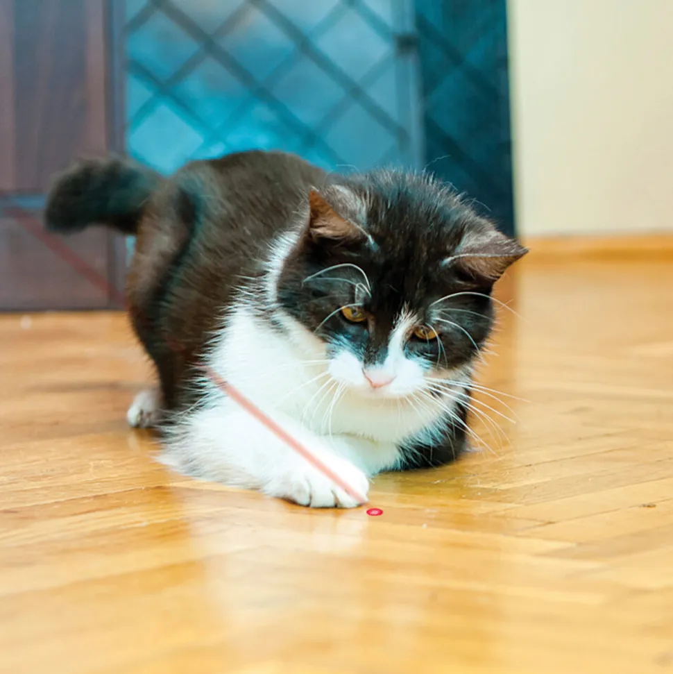KONG Laser Pointer