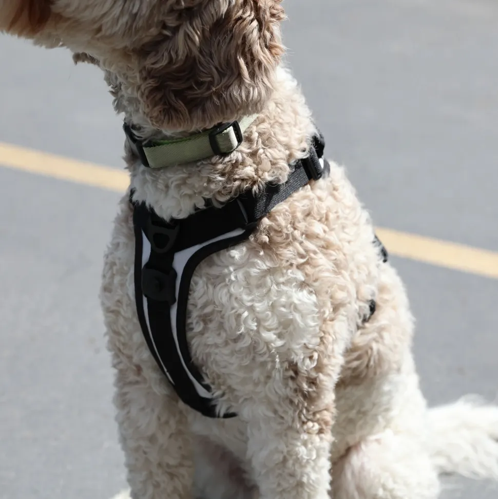 K9 Sport Sack Harness