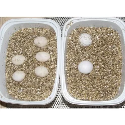 Lucky Reptile Vermiculite