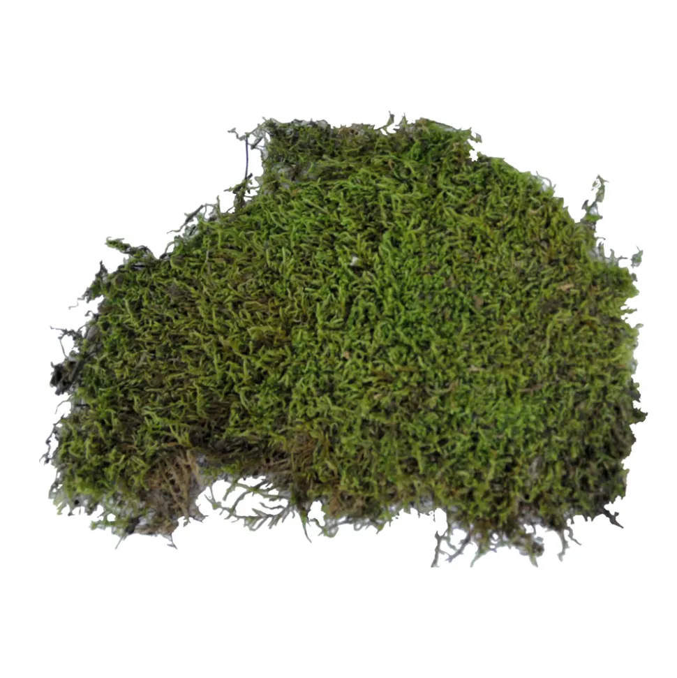 Lucky Reptile Vivarium Moss