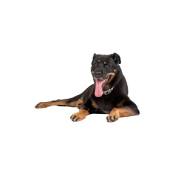 Pavlov Digitale Anti-blaf halsband