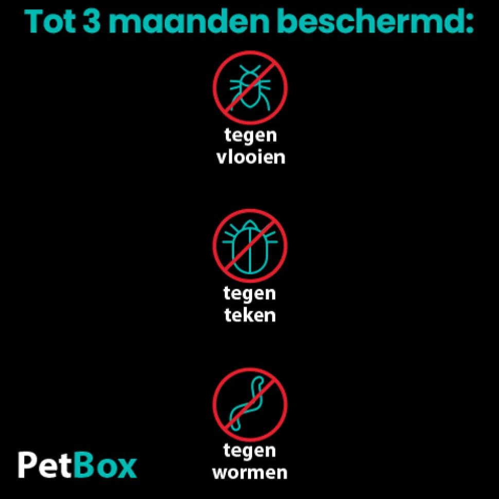 PetBox Kat
