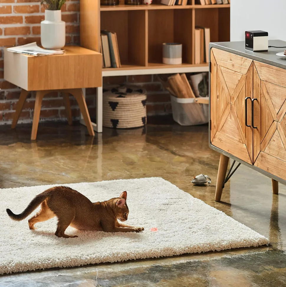 Petcube Play 2 Huisdiercamera
